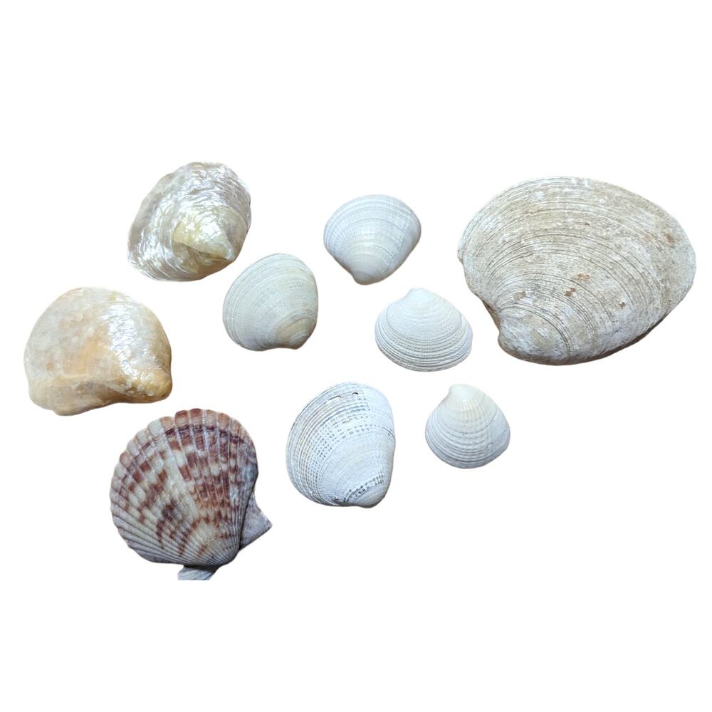 Sea Shells Mixed Lot for Crafts Aquarium‎ & More Nautical Sea Shore Ocean Decor